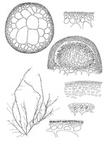 Gracilariopsis heteroclada PROSEA.TIF