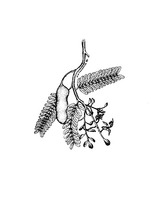 Tamarindus indica PROSEA linedrawing.tif