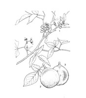 Aegle marmelos PROSEA linedrawing.tif