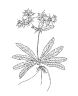 Eryngium foetidum PROSEA linedrawing.png