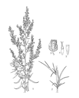 Artemisia dracunculus PROSEA linedrawing.png