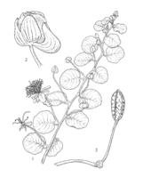 Capparis spinosa PROSEA linedrawing.png