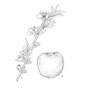 Prunus persica PROSEA linedrawing.tif