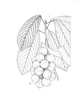 Baccaurea dulcis PROSEA linedrawing.tif