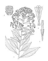 Blumea balsamifera PROSEA linedrawing.tif