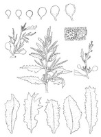 Sargassum PROSEA.TIF