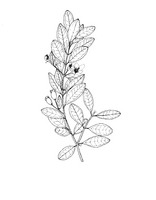 Rhodomyrtus tomentosa PROSEA linedrawing.tif