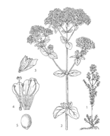 Origanum vulgare PROSEA linedrawing.png