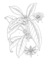 Illicium verum PROSEA linedrawing.png