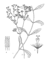 Stevia rebaudiana PROSEA linedrawing.png