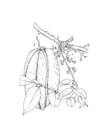 Averrhoa carambola PROSEA linedrawing.tif