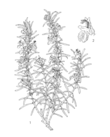 Rosmarinus officinalis PROSEA linedrawing.png