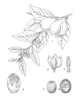 Myristica fragrans PROSEA linedrawing.png