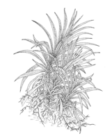 Pandanus amaryllifolius PROSEA linedrawing.png