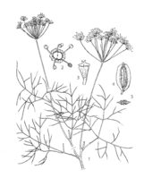 Anethum graveolens PROSEA linedrawing.png