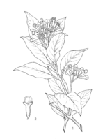 Syzygium aromaticum PROSEA linedrawing.png