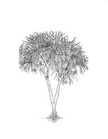 Pandanus leram PROSEA linedrawing.tif