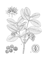 Pimenta dioica PROSEA linedrawing.png