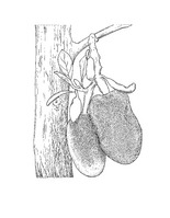 Artocarpus heterophyllus PROSEA linedrawing.tif