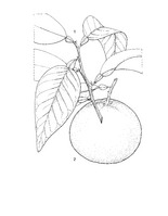 Citrus paradisi PROSEA linedrawing.tif