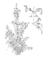 Lippia graveolens PROSEA linedrawing.png