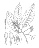 Myristica argentea PROSEA linedrawing.png