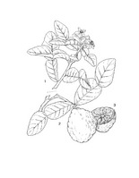 Citrus hystrix PROSEA linedrawing.tif