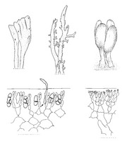 Ceratodictyon spongiosum PROSEA.TIF