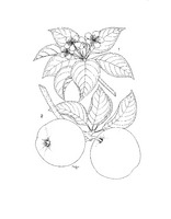 Malus domestica PROSEA linedrawing.tif