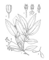 Cinnamomum burmanni PROSEA linedrawing.png