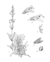 Salvia officinalis PROSEA linedrawing.png