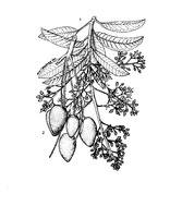 Mangifera altissima PROSEA linedrawing.tif