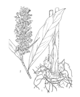 Alpinia galanga PROSEA linedrawing.png