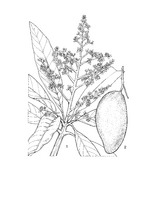 Mangifera indica PROSEA linedrawing.tif