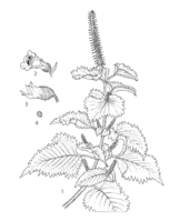 Perilla frutescens PROSEA linedrawing.png