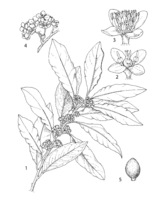 Laurus nobilis PROSEA linedrawing.png