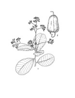 Anacardium occidentale PROSEA linedrawing.tif