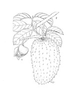 Annona muricata PROSEA linedrawing.tif