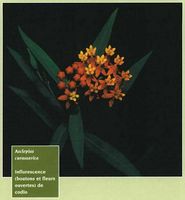 Asclepias curassavica Pharmacopees Guyane.jpg