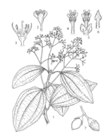 Cinnamomum verum PROSEA linedrawing.png