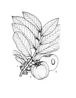 Diospyros blancoi PROSEA linedrawing.tif