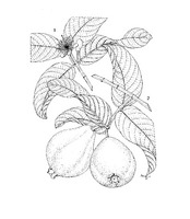 Psidium guajava PROSEA linedrawing.tif