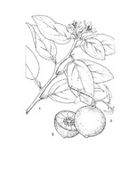 Citrus aurantiifolia PROSEA linedrawing.tif