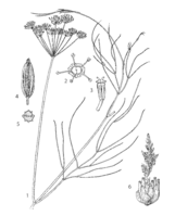 Foenicum vulgare PROSEA linedrawing.png