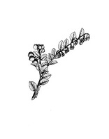 Vaccinium myrtoides PROSEA linedrawing.tif