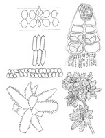 Melanamansia glomerata PROSEA.TIF