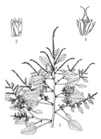 Amaranthus spinosus MC.tif