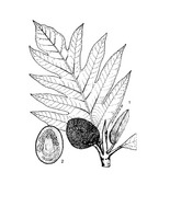 Artocarpus altilis PROSEA linedrawing.tif