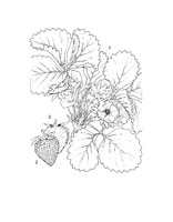 Fragaria ananassa PROSEA linedrawing.tif