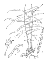 Zingiber officinale PROSEA linedrawing.png